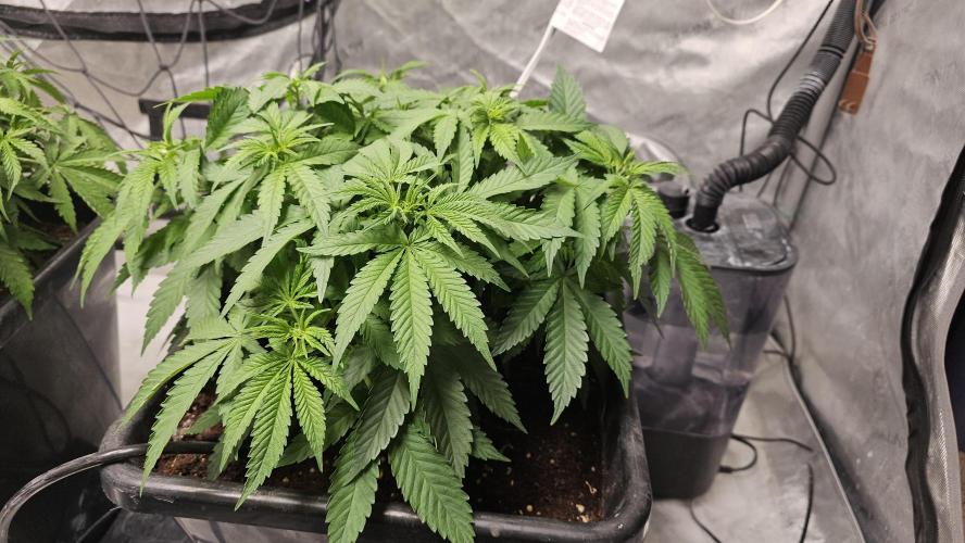 Blueberry Muffin 2026. Week 6