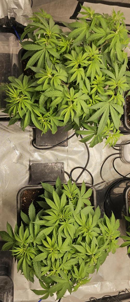 Blueberry Muffin 2026. Week 6