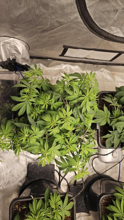 Blueberry Muffin 2026. Week 6