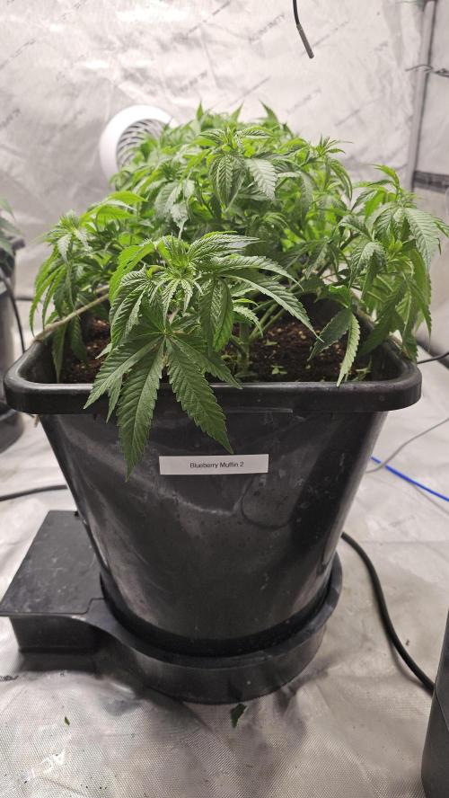 Blueberry Muffin 2026. Week 6