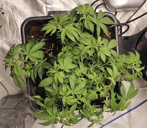 Blueberry Muffin 2026. Week 6