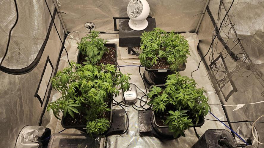 Blueberry Muffin 2026. Week 6