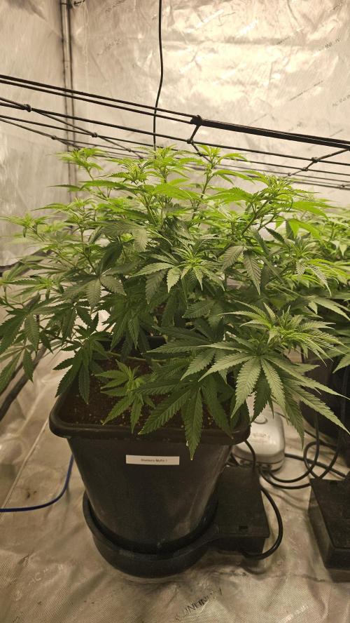 Blueberry Muffin 2026. Week 7