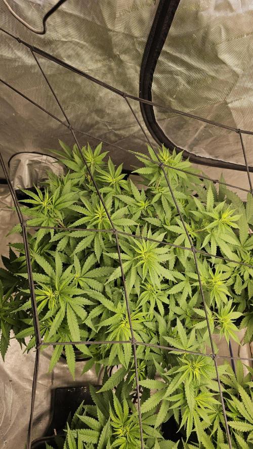 Blueberry Muffin 2026. Week 7