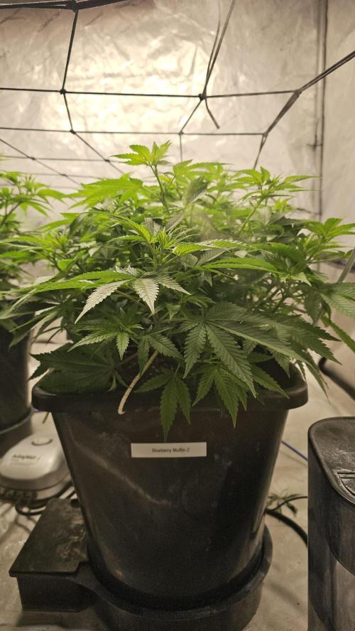 Blueberry Muffin 2026. Week 7