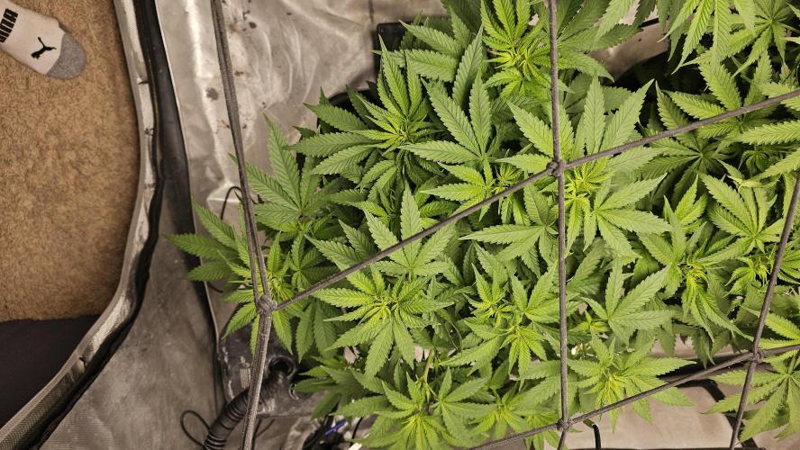Blueberry Muffin 2026. Week 7