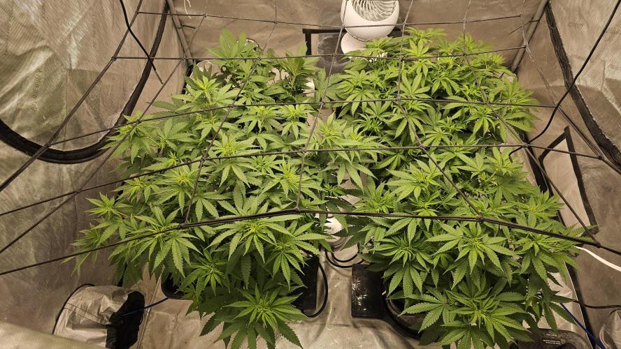 Blueberry Muffin 2026. Week 7 - Back row is Gelato x Cali octane on the left and Banana Melt on the right.  