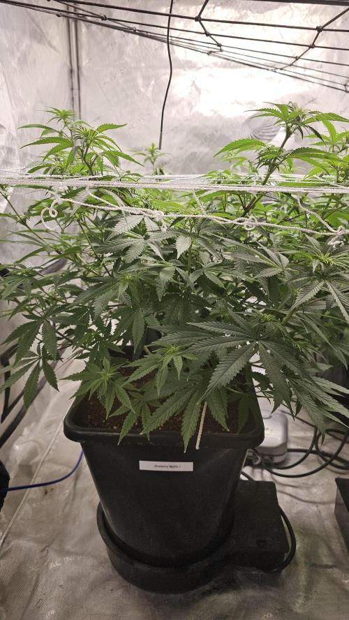 Blueberry Muffin 2026. Week 8