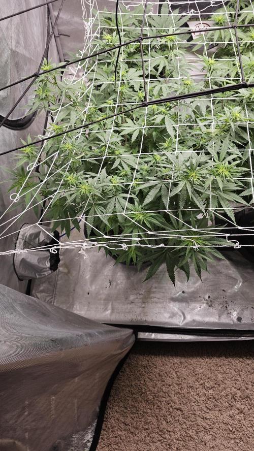 Blueberry Muffin 2026. Week 8