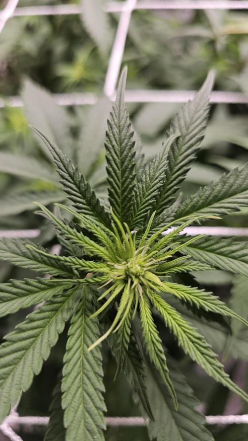 Blueberry Muffin 2026. Week 8