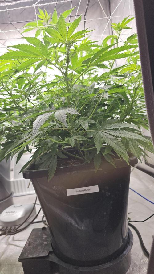 Blueberry Muffin 2026. Week 8