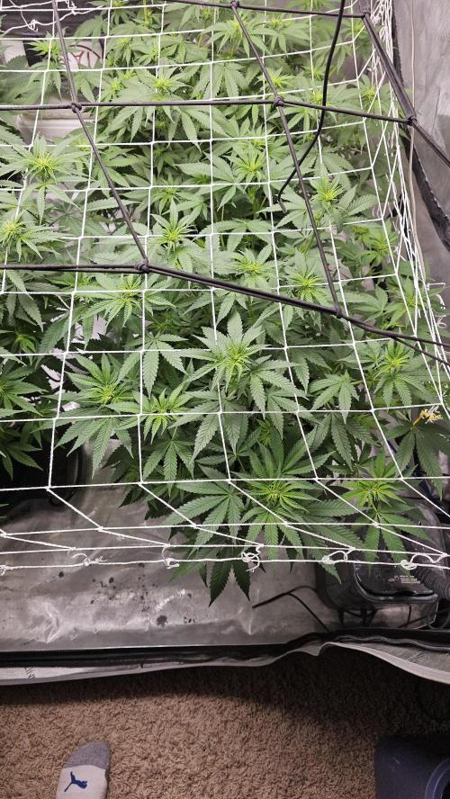 Blueberry Muffin 2026. Week 8
