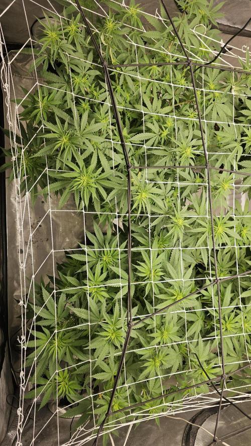 Blueberry Muffin 2026. Week 8