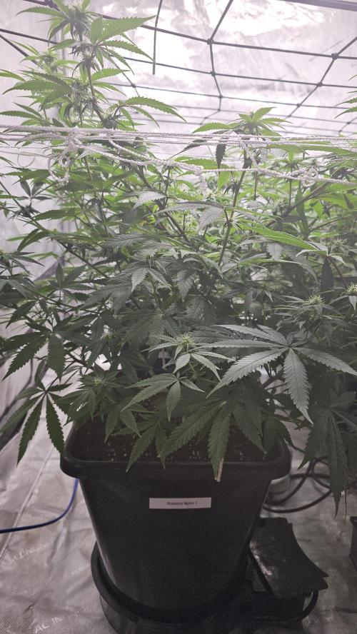 Blueberry Muffin 2026. Week 9