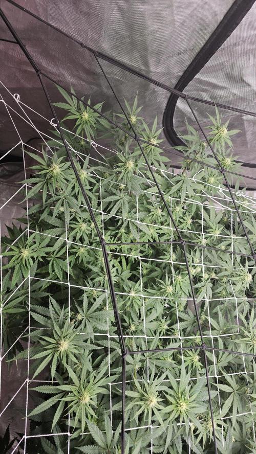 Blueberry Muffin 2026. Week 9