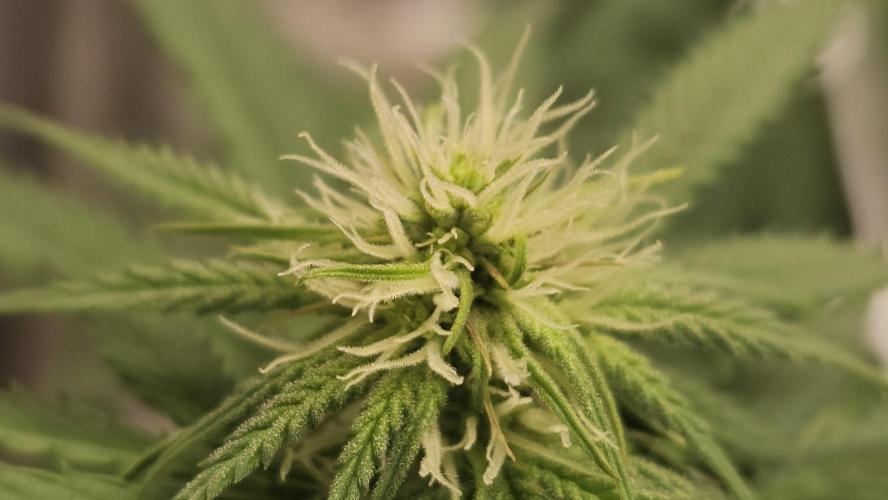 Blueberry Muffin 2026. Week 9