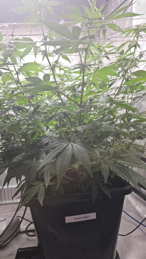 Blueberry Muffin 2026. Week 9
