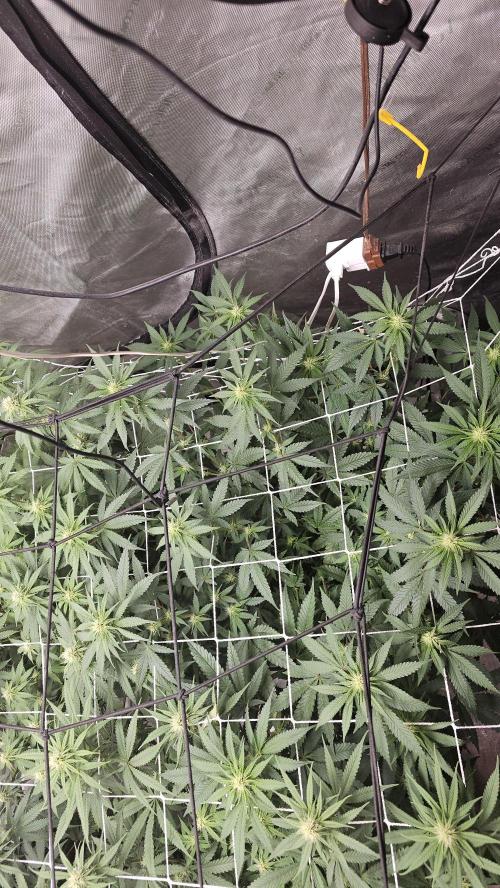 Blueberry Muffin 2026. Week 9