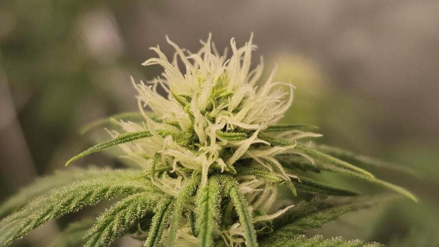 Blueberry Muffin 2026. Week 9