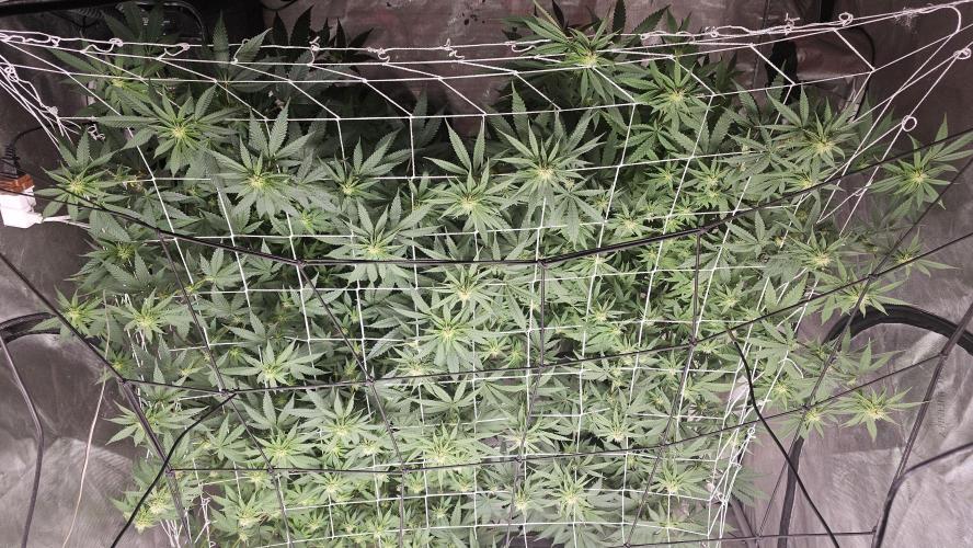 Blueberry Muffin 2026. Week 9