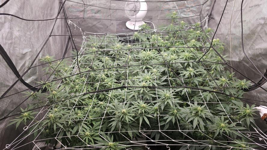 Blueberry Muffin 2026. Week 9