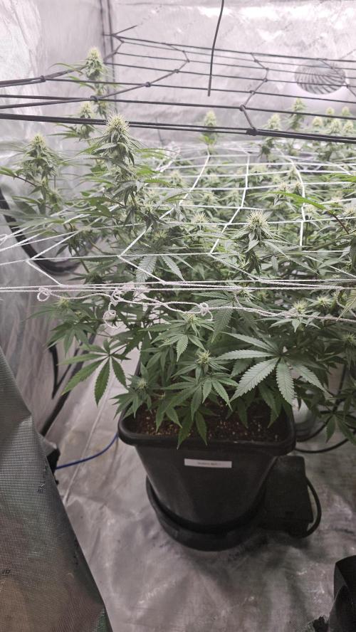 Blueberry Muffin 2026. Week 10