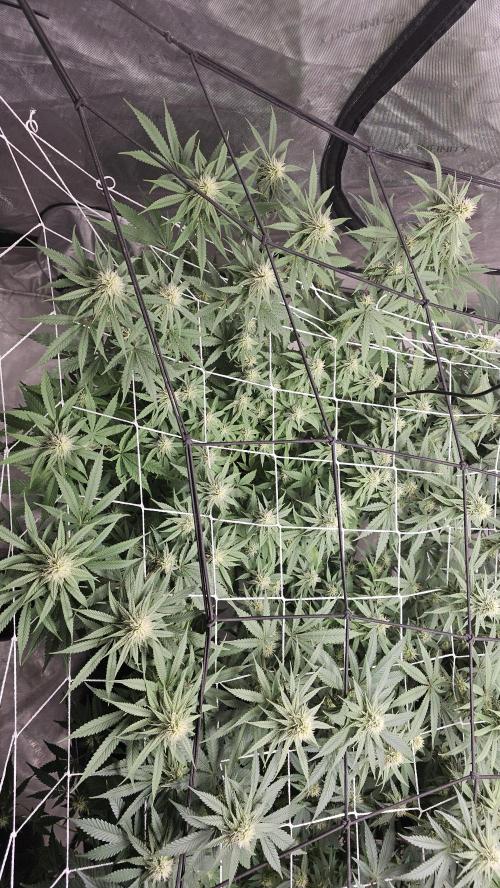 Blueberry Muffin 2026. Week 10