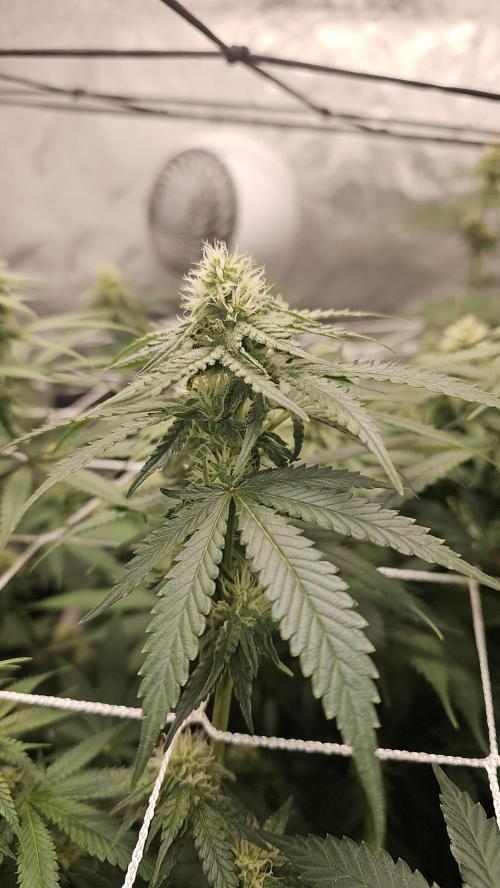 Blueberry Muffin 2026. Week 10
