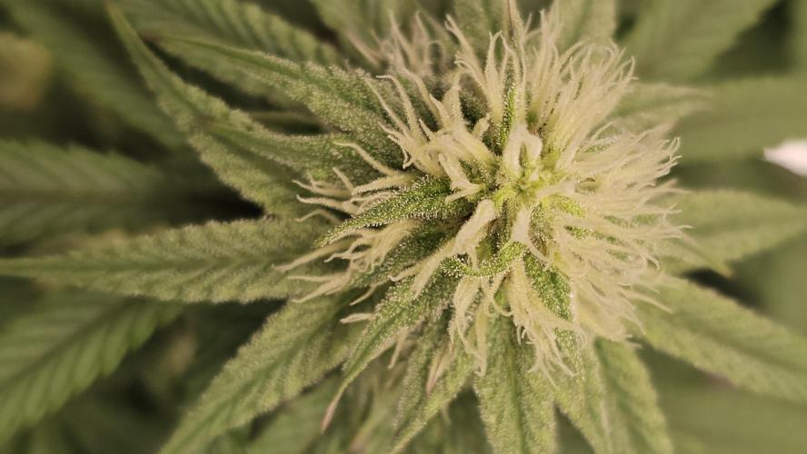 Blueberry Muffin 2026. Week 10