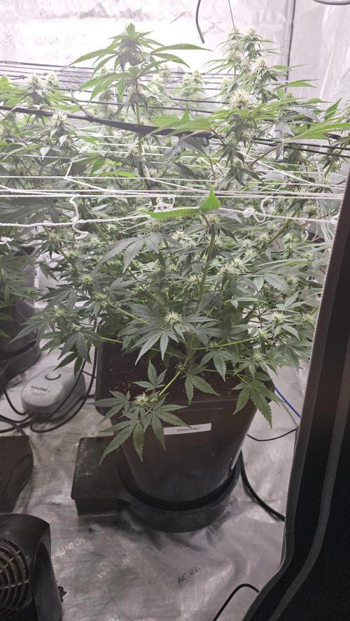 Blueberry Muffin 2026. Week 10