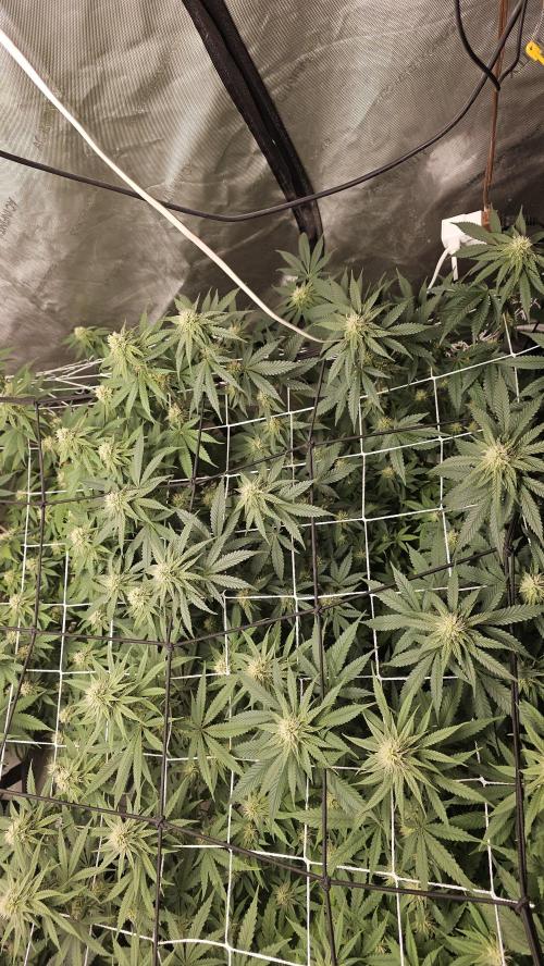 Blueberry Muffin 2026. Week 10