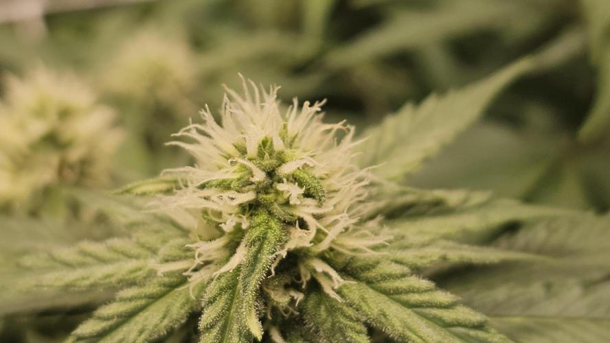 Blueberry Muffin 2026. Week 10