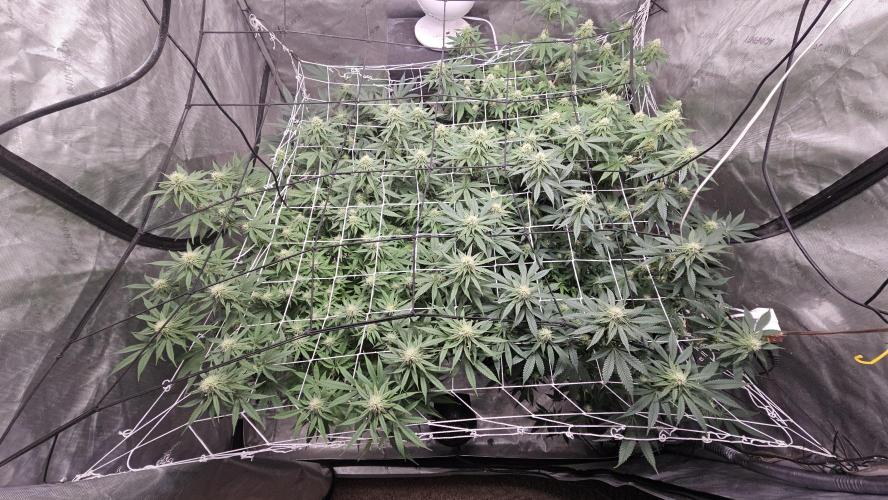 Blueberry Muffin 2026. Week 10
