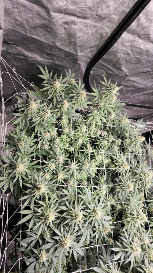 Blueberry Muffin 2026. Week 11