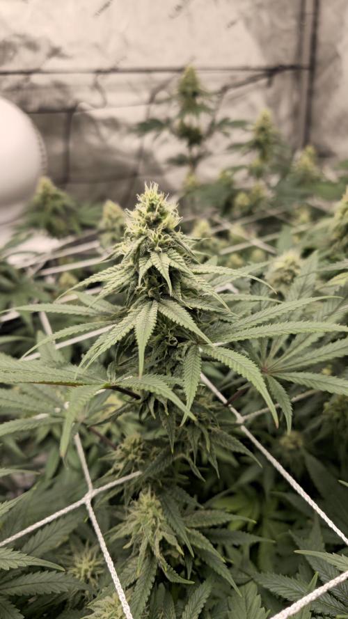 Blueberry Muffin 2026. Week 11