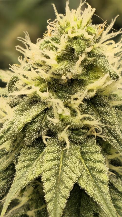 Blueberry Muffin 2026. Week 11