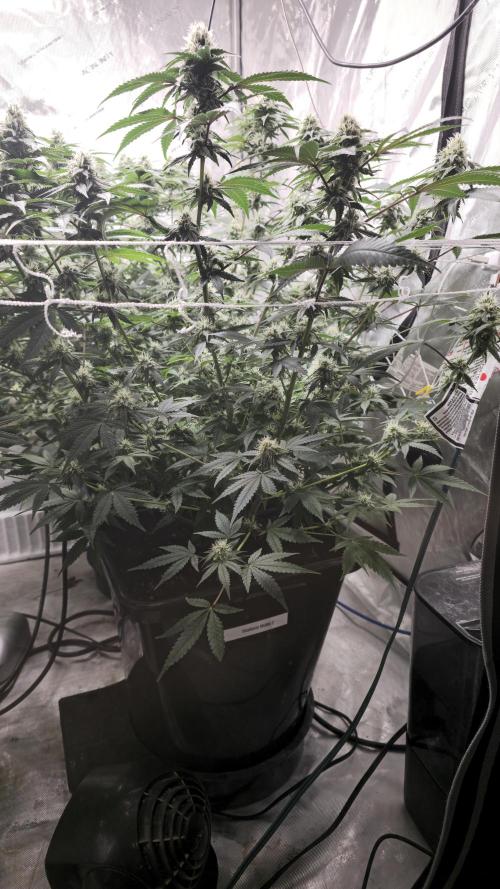 Blueberry Muffin 2026. Week 11