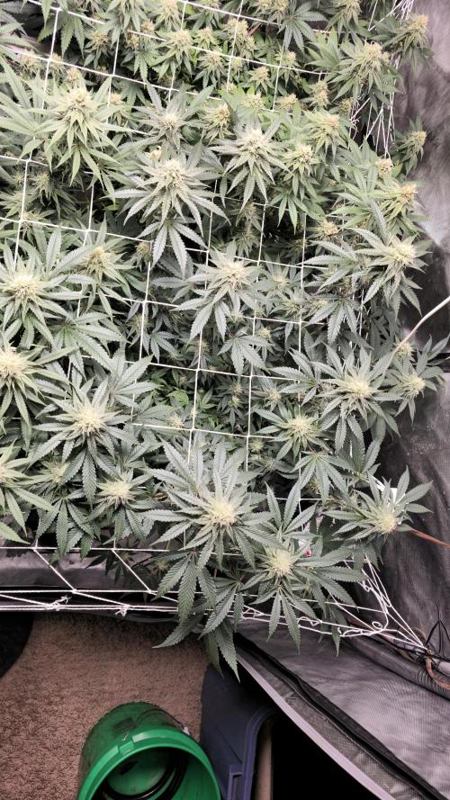 Blueberry Muffin 2026. Week 11