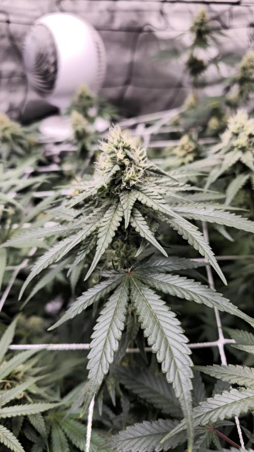 Blueberry Muffin 2026. Week 11