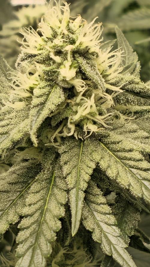 Blueberry Muffin 2026. Week 11