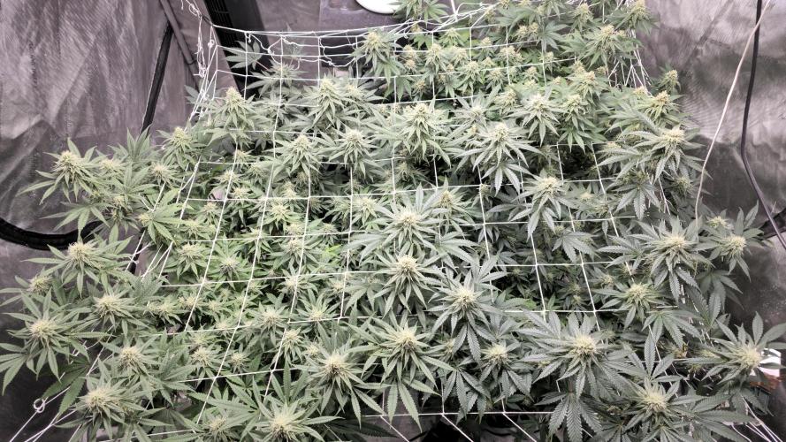 Blueberry Muffin 2026. Week 11