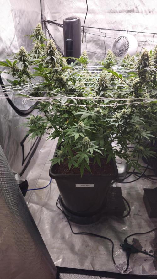 Blueberry Muffin 2026. Week 12