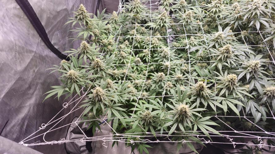 Blueberry Muffin 2026. Week 12