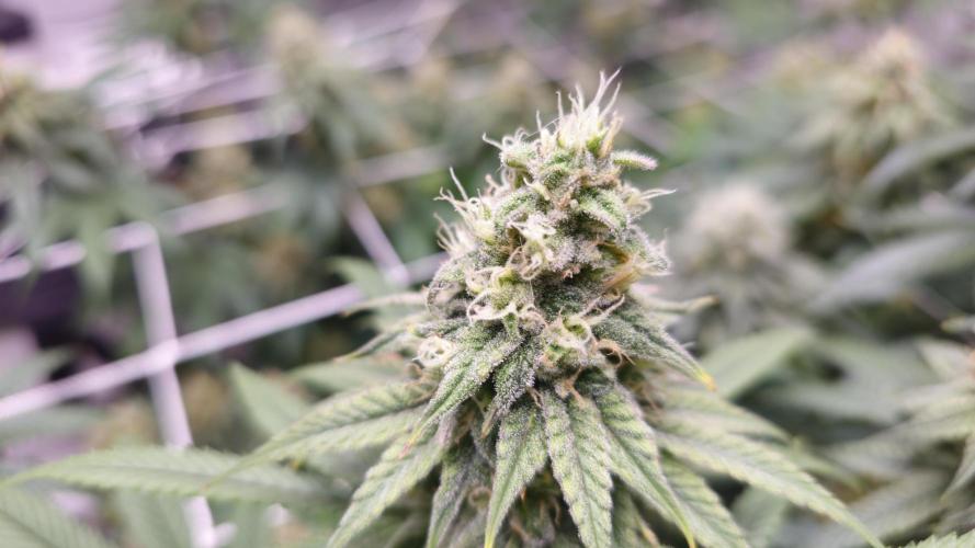 Blueberry Muffin 2026. Week 12