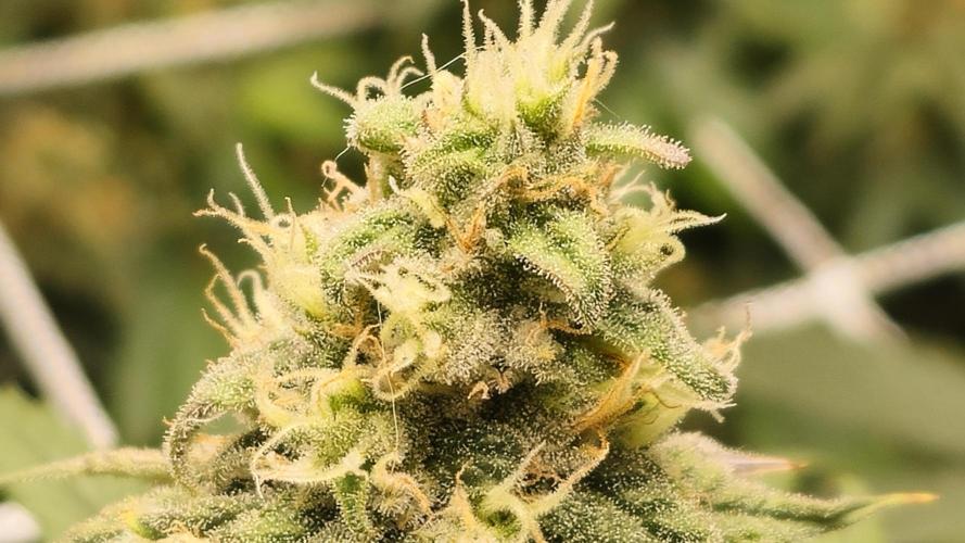 Blueberry Muffin 2026. Week 12
