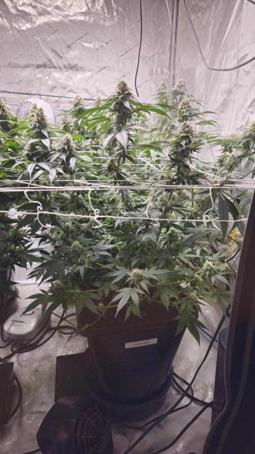 Blueberry Muffin 2026. Week 12