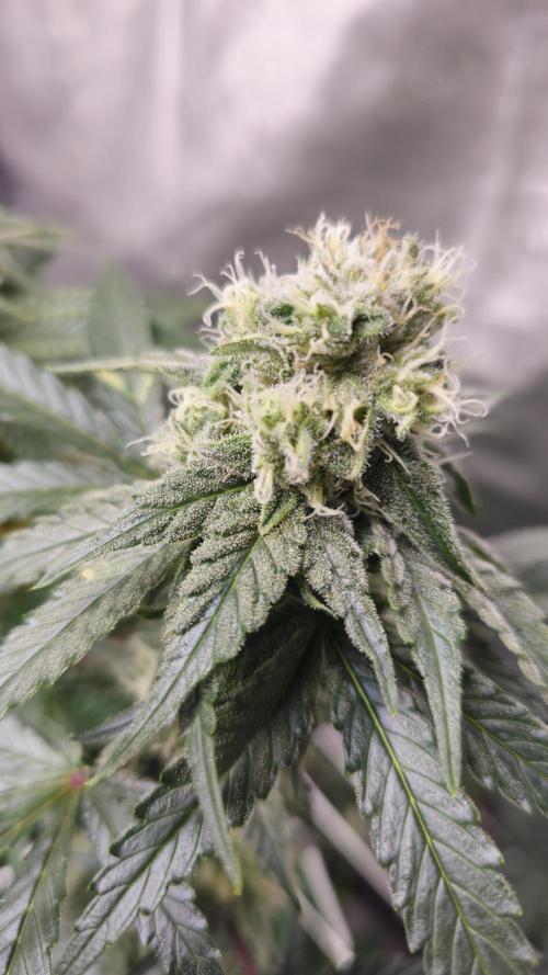 Blueberry Muffin 2026. Week 12