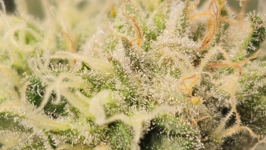 Blueberry Muffin 2026. Week 12