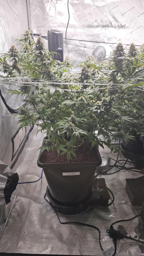 Blueberry Muffin 2026. Week 13