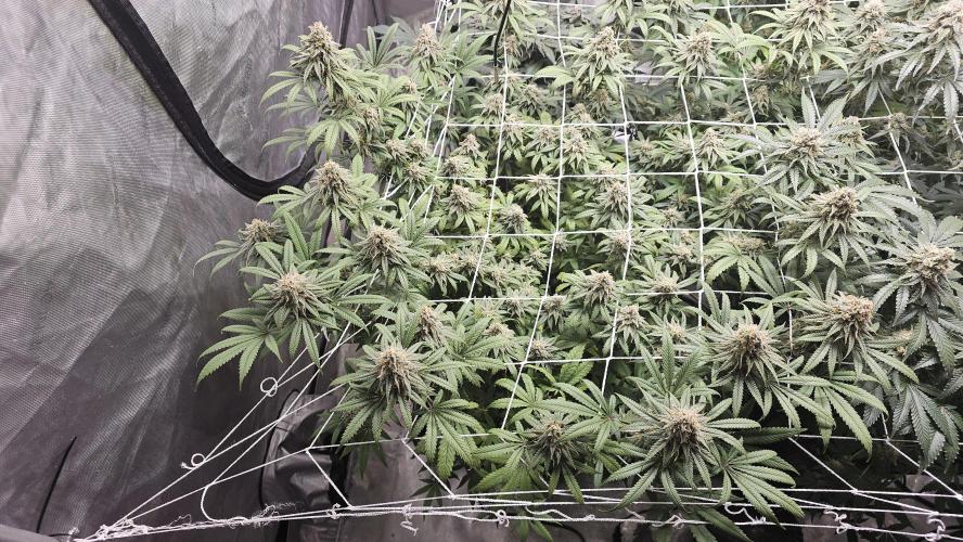 Blueberry Muffin 2026. Week 13